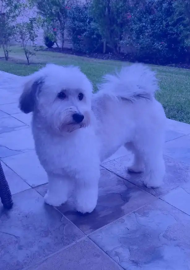 puppy-testimonials-3.webp