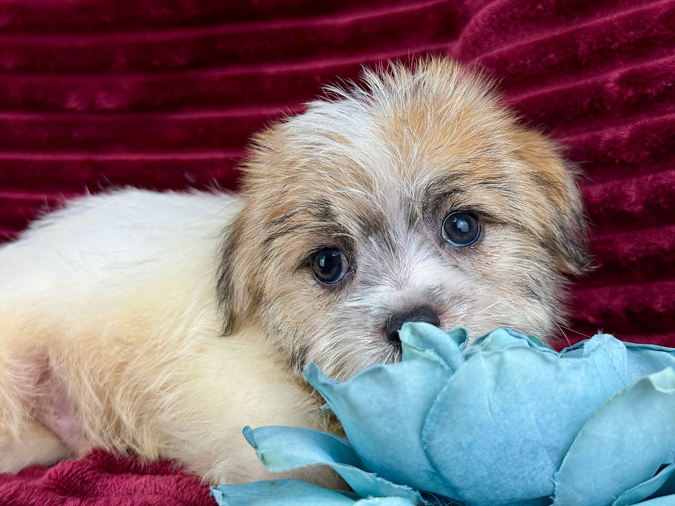Thumbnail: Ronan - Male Malti•Jack