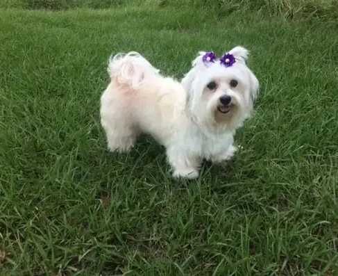 dog after grooming.webp