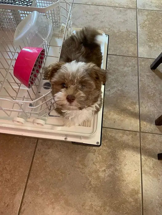 Tiny Jewel Pups Gizmo Havanese Puppy