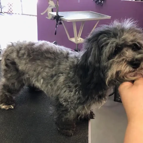 dog before grooming.webp