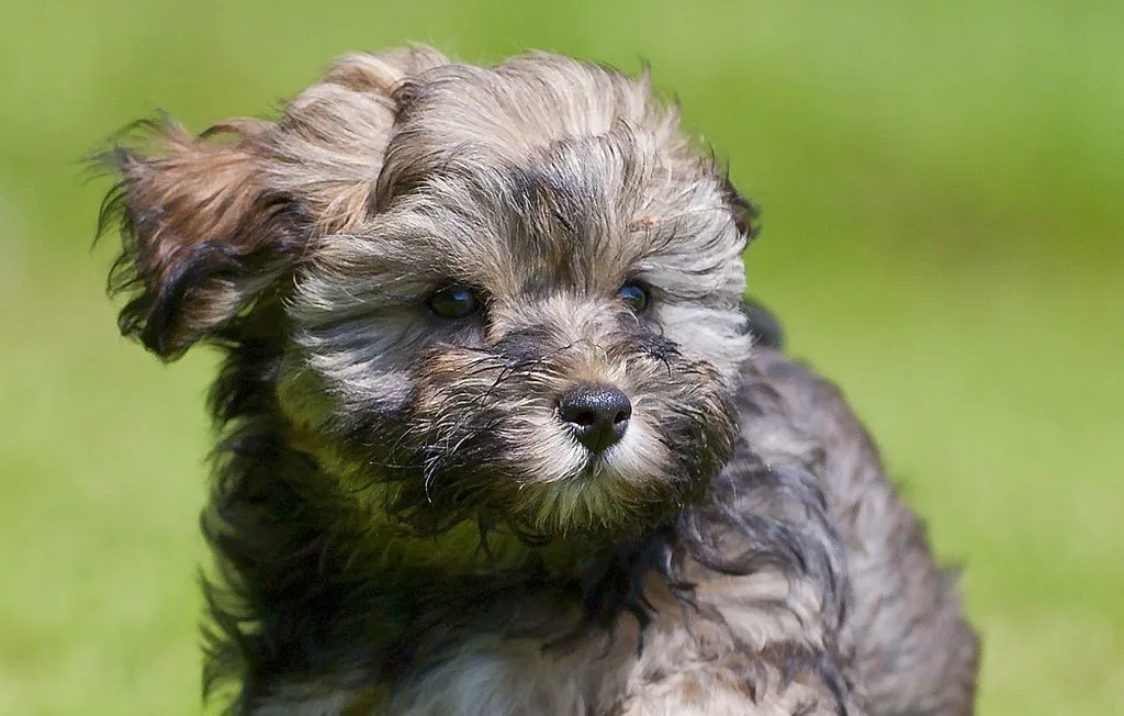 Tiny Jewel Pups Havanese Puppy