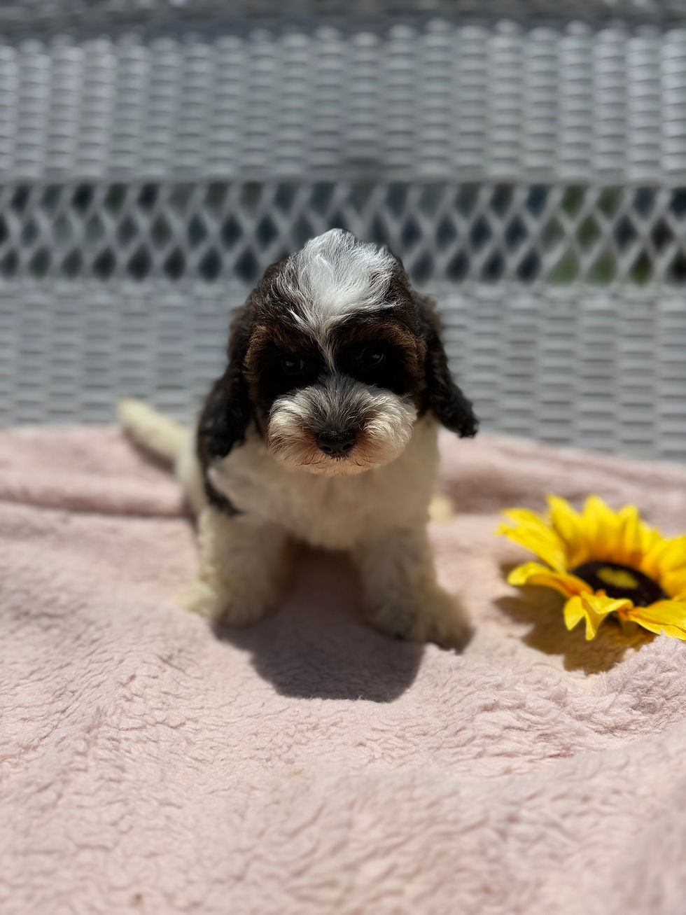Thumbnail: Scout - Male Mini Poochon
