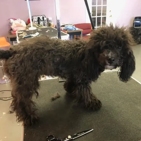 dog before grooming.webp