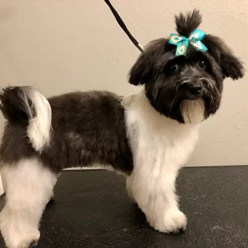 dog after grooming.webp