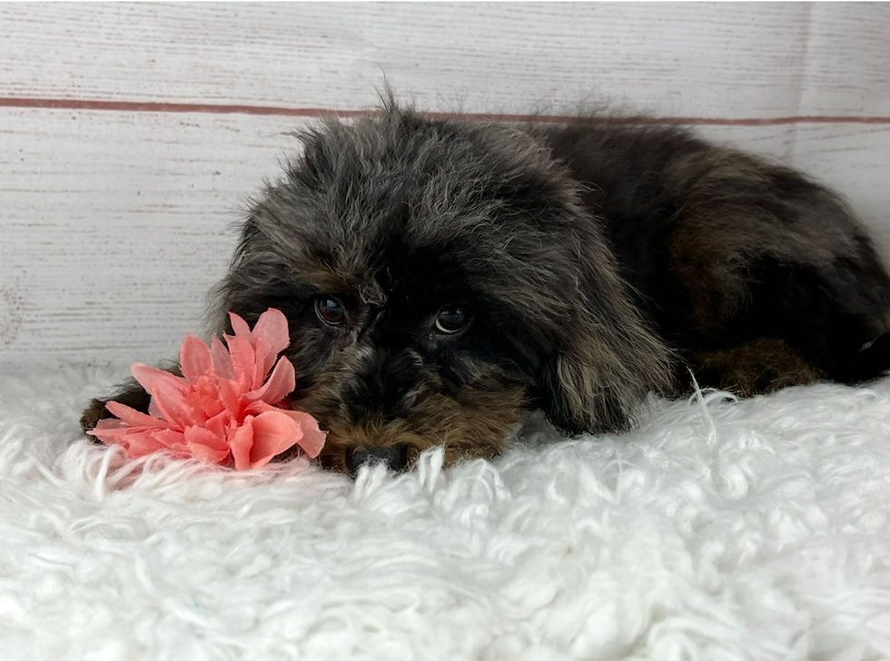 The Amazing Cavapoo