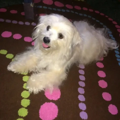 dog before grooming.webp