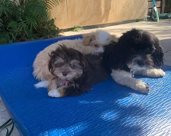 Tiny Jewel Pups Havanese Puppies