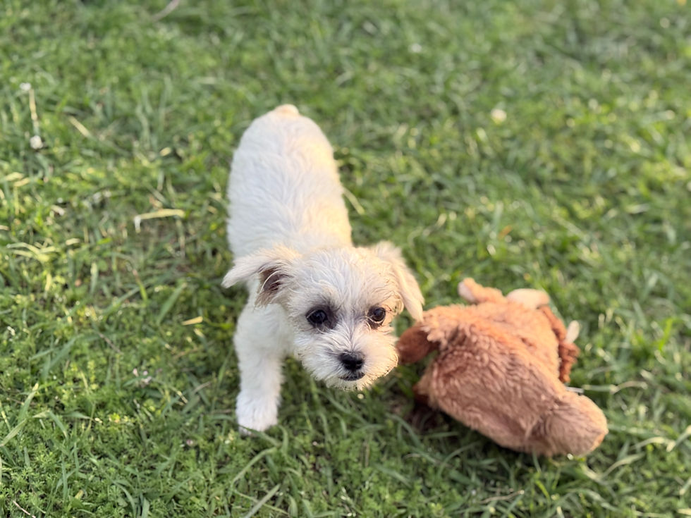 Thumbnail: Presley - Female teacup Malti•Jack