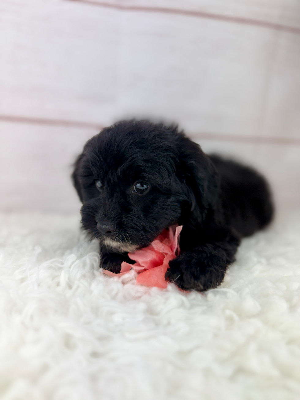 Thumbnail: Lulu - Female Mini Aussiedoodle 
