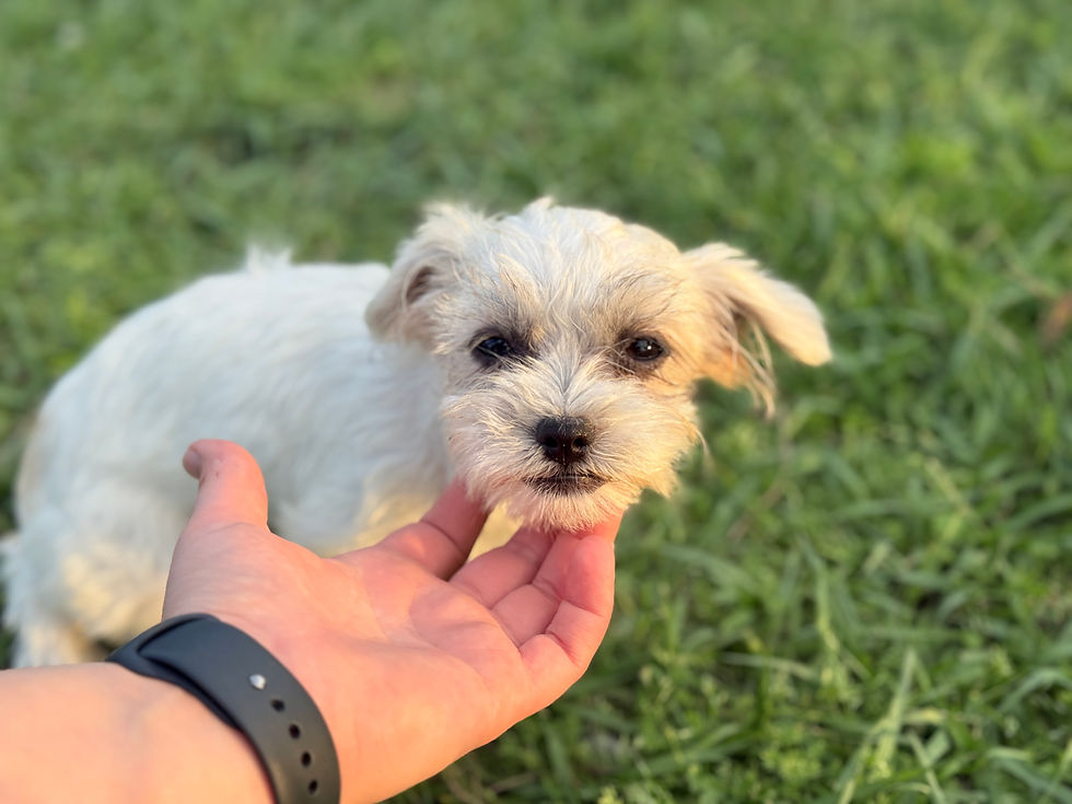 Thumbnail: Presley - Female teacup Malti•Jack