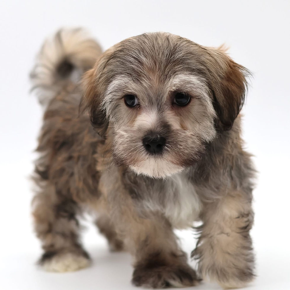 Thumbnail: Berkley - Male Havanese