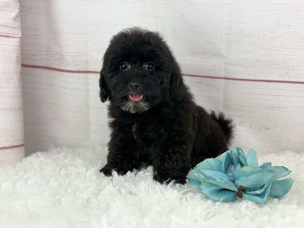 Thumbnail: Bear - Male Mini Poochon