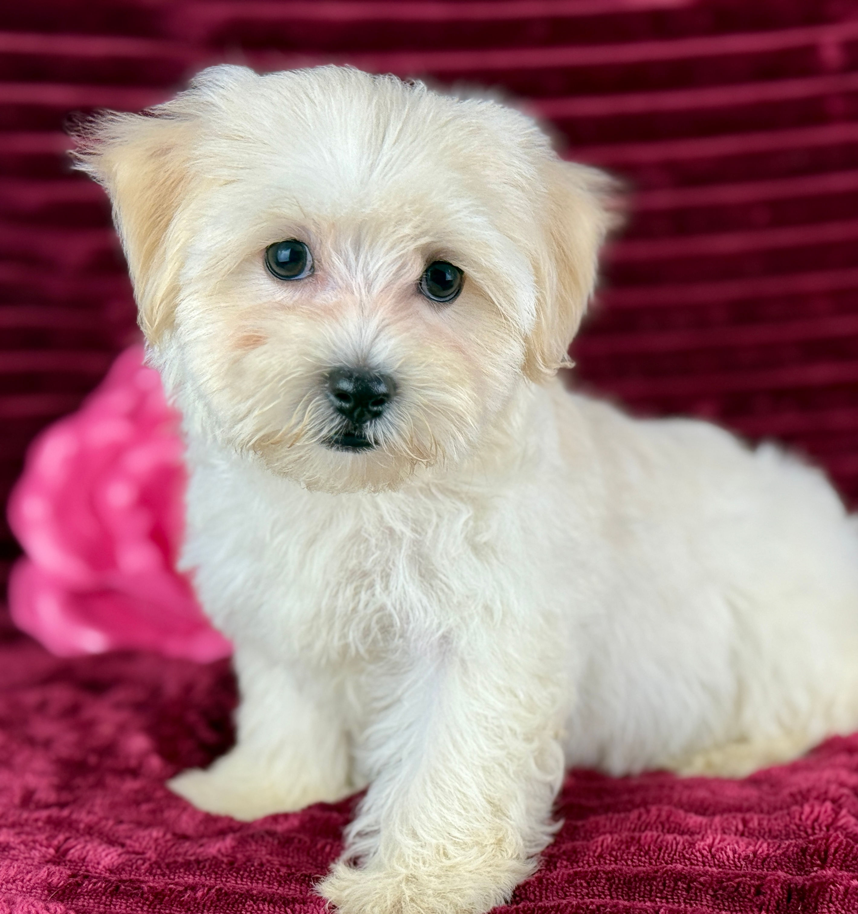 Sugar - Female Maltipoo