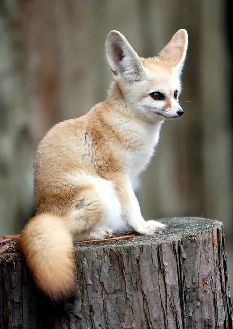 Tiny Jewel Pups Chihuahua descended from Fennec Fox