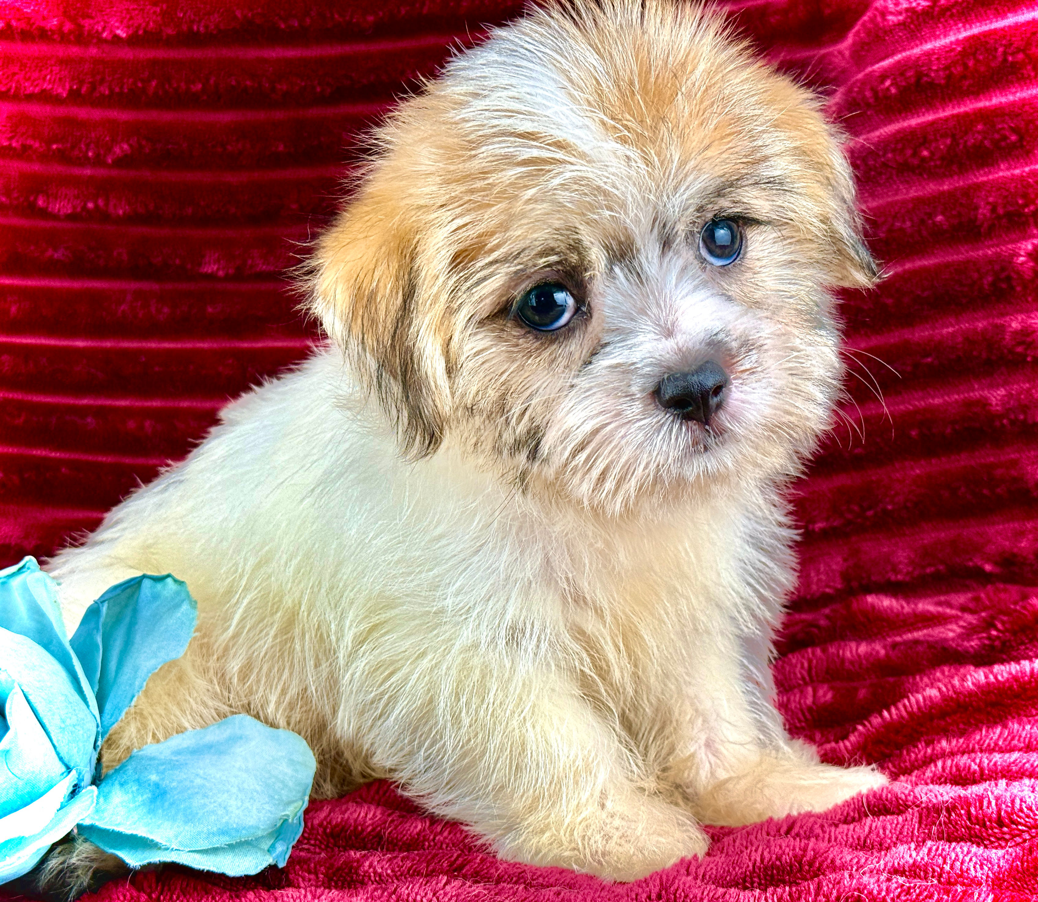 Ronan - Male Malti•Jack