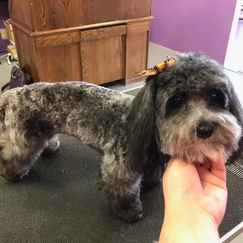dog after grooming.webp