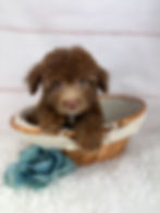 Thumbnail: Three Musketeers - Male Havapoo