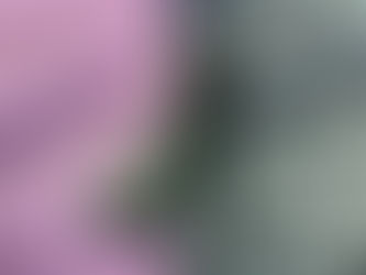 Texturas e cores que remetem à Amazônia