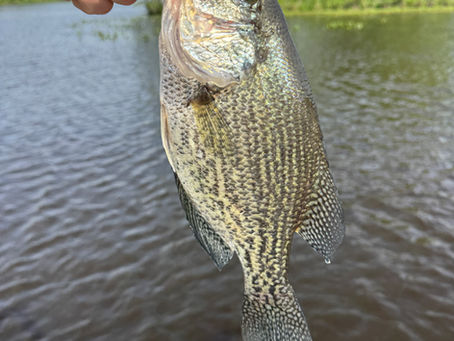 Chickahominy Lake Fishing Report: Big Crappie & Multi-Species Action!