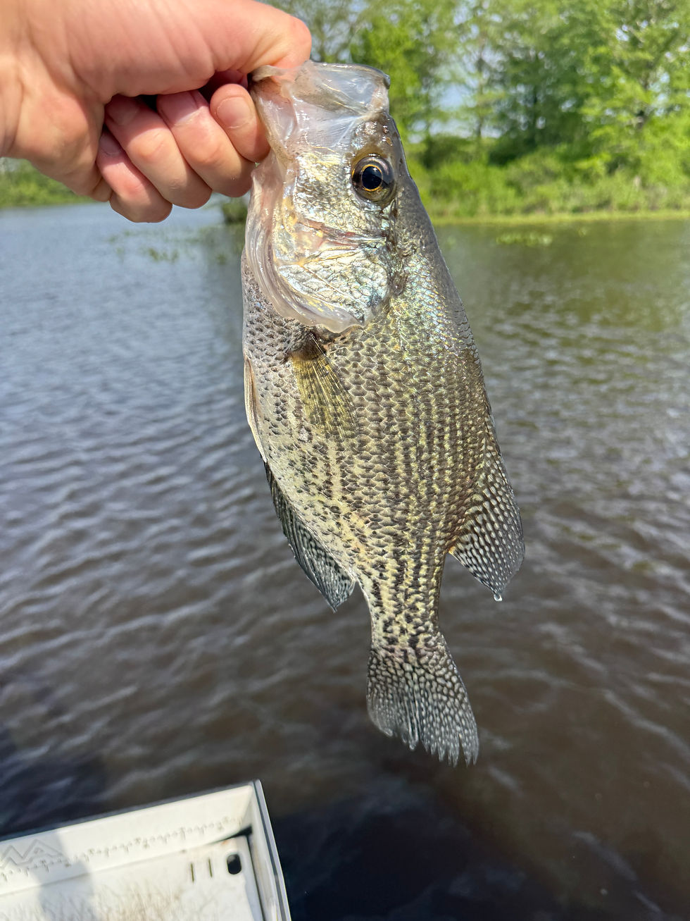 Chickahominy Lake Fishing Report: Big Crappie & Multi-Species Action!