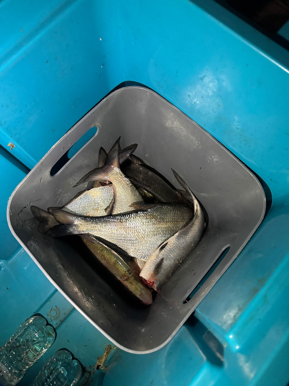 Fresh gizzard shad caught on the James River