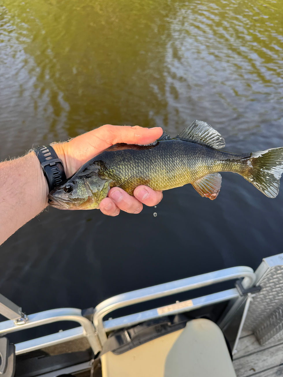 Yellow perch caught by Goober Time Guide Service on chickahominy lake