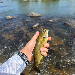 Angler wade fishing for smallmouth bass on the James River