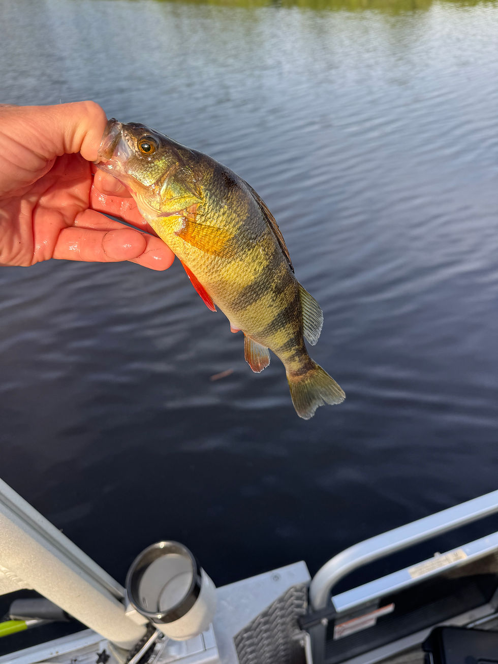 Yellow perch caught on chickahominy lake with goober time guide service