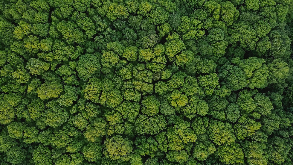 Aerial view spring forest. Natural green background_edited.jpg