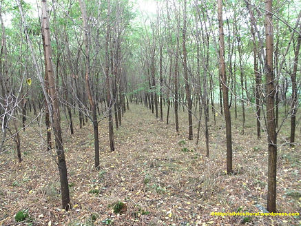 Vente de piquets en acacia