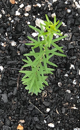 Ozothamnus diosmifolius seedling ready.j