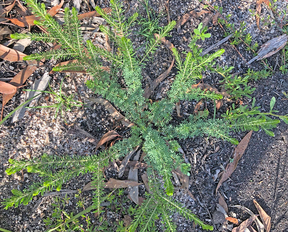 Wattle 1