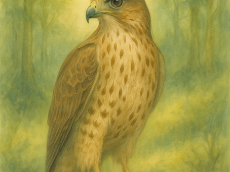 Kraft tier: Habicht ...