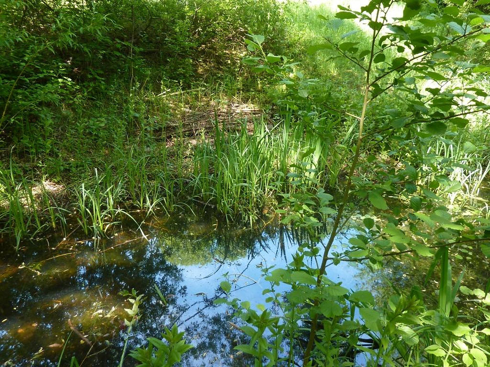 Jardin Naturel