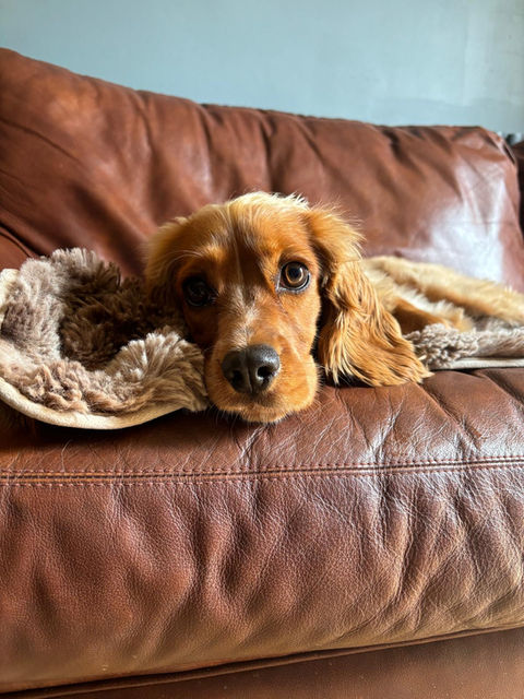 Dog Day Care for Needham Market