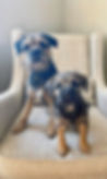Dog Boarder Stowmarket and Ipswich