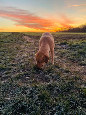 Colchester Dog Care