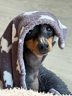 English Toy Terrier Dog Boarding, Hampshire, Surrey, Berkshire