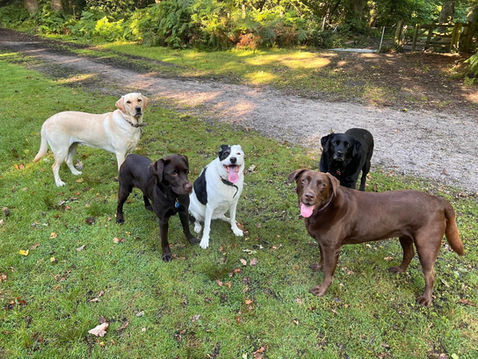 Golden Retrievers, Labradors and 'Honorary Labradors' are welcome for group walks!