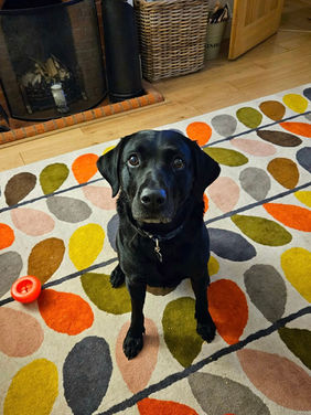 Zen Dogs: Dog Day Care Ware, Dog Home Boarding Hertford, Pet Sitting Hertford Heath, Cat Feeding Stanstead Abbotts, Dog Walking Bengeo, Pet Sitter Watton at Stone, Doggy Day Care Datchworth, Dog Boarder Harlow, Dog Sitter Bishops Stortford, Pet Visits Sawbridgeworth, Dog Walker Welwyn Garden City, Doggie Daycare SG12, Dog Boarding SG13, Dog Kennels SG14, Pet Sitter CM17, Dog Sitter CM16.