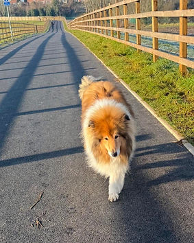 Dog Walker WR2, Lower Broadheath and Hallow, St Johns Walkies