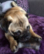 Dog Home Boarder Minley