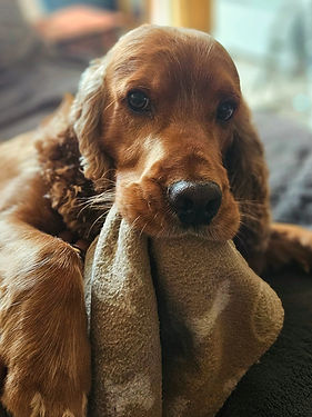 Zen Dogs: Dog Day Care Ware in Hertfordshire SG12