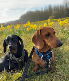 Dog Boarder covering Cambridge