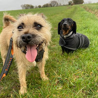 Welcome to Haughley Hounds in Stowmarket