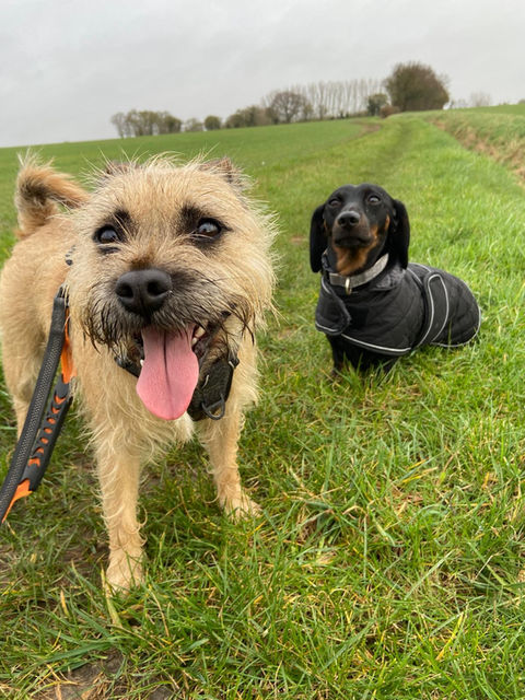 Dog Sitter Ipswich