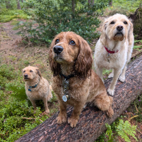 Dog Walker Near Me GU14