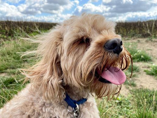 Dog Care for Sudbury