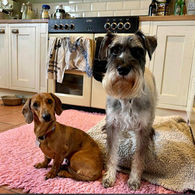 Haughley Hounds Stowmarket